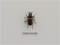 藏品(金鬼鍬形蟲)的圖片